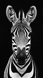 Zebra 01